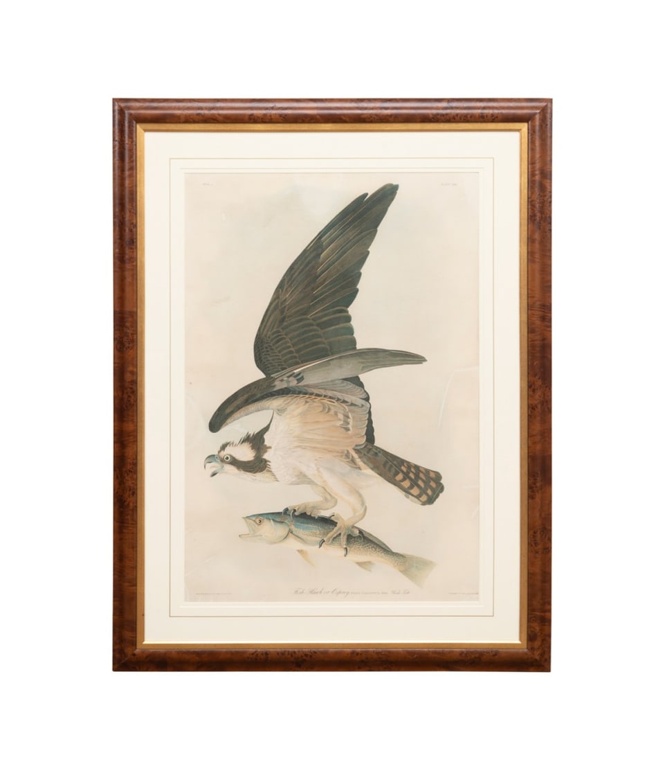 'FISH HAWK OR OSPREY' BIEN ED. 1860, AFTER AUDUBON (1 of 11)