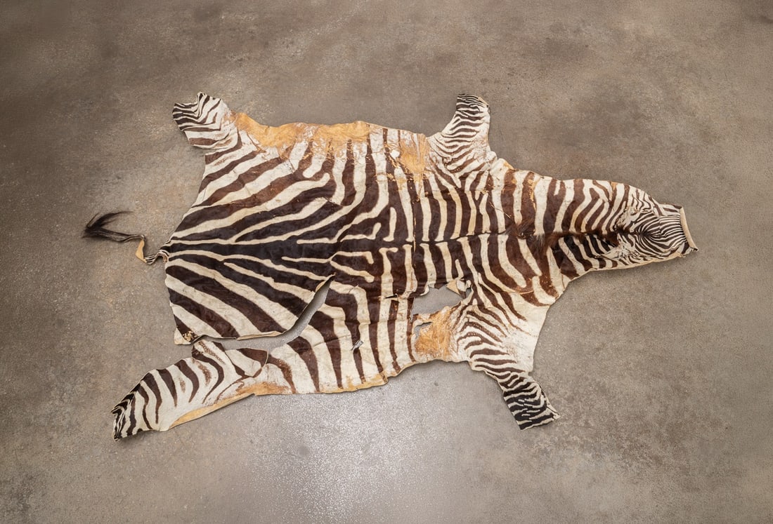 NATURAL ZEBRA PELT RUG (1 of 4)