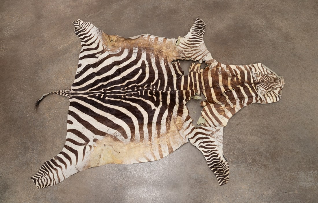 NATURAL ZEBRA PELT RUG (1 of 4)