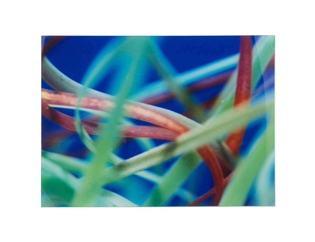 LISA JORDAN, 'SEAGRASS', 2001, PHOTO UNDER PLEXI (1 of 6)