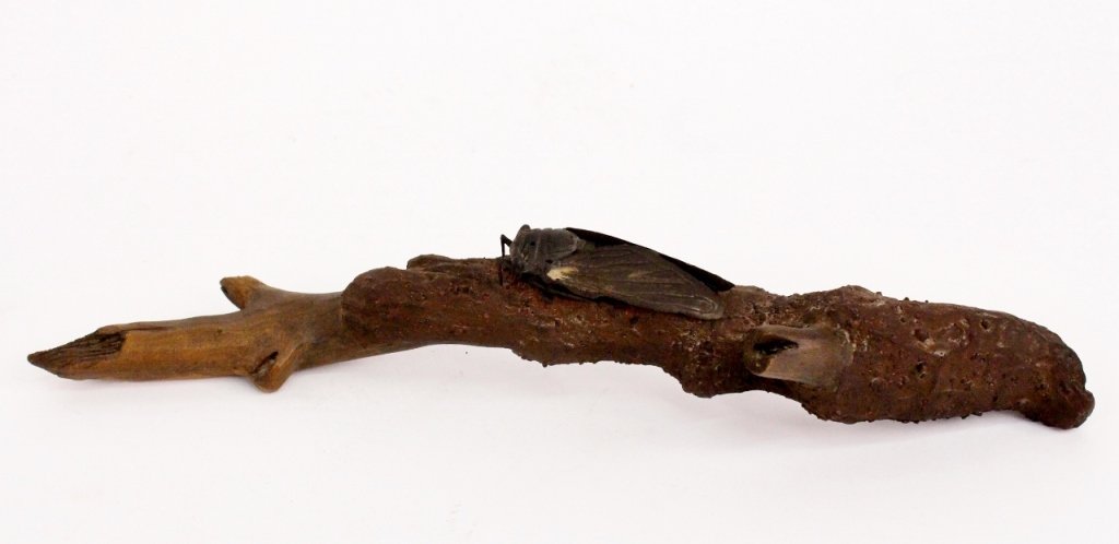 Chinese Cicada and Branch Brush Rest: Chinese, 20th century. Sculptural brush rest realistically rendered Yixing clay or ceramic nature themed sculpture depicting a knotty tree branch with winged cicada insect resting on top. Marked on bo