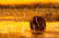 Henry Richter California Sunset Oil on Canvas - 3