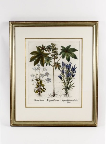 Basilius Besler 17th C. Botanical Engraving: Basilius Besler (German, 1561-1629), "Ricinus Minor" hand colored floral botanical engraving from apothecary and botanist's iconic and significant work "Hortus Eystettensis" (Eichstat Nuremberg,1613).