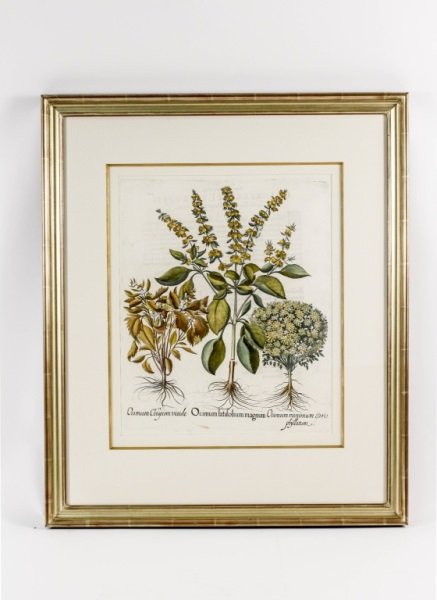 Basilius Besler Botanical Engraving, 17th C.: Basilius Besler (German, 1561-1629), "Ocimum Latifolium Magnum" hand colored floral botanical engraving from apothecary and botanist's iconic and significant work "Hortus Eystettensis" (Eichstat Nurem
