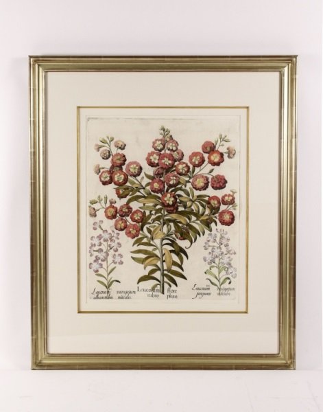Basilus Besler 17th C. German Botanical Engraving: Basilius Besler (German, 1561-1629), "Lychnis Coronaria Flore Rubro Pleno" hand colored floral botanical engraving from apothecary and botanist's iconic and significant work "Hortus Eystettensis" (Eic