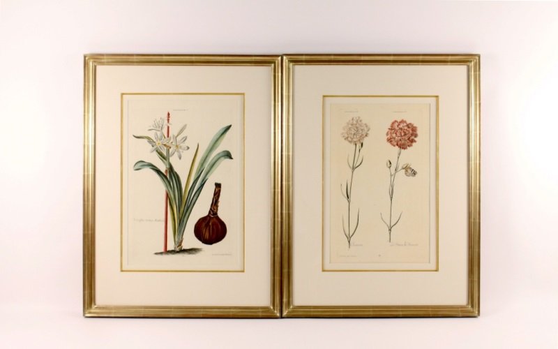 Pair of 18th C. Hand Colored Botanical Engravings: Pair of 18th Century hand colored copper plate engravings by J.M. Seligmann & A.L. Wirsing from "Hortus Nitidissimus" by Christopher Trew, Nuremberg, 1750-1774 comprising of a #21 Czaarin & Le Prince