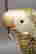 item-31742975=2