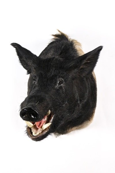 Georgia Boar Shoulder Mount, Taxidermy: Taxidermy shoulder mount of a Georgia Boar with black body and lighter coloring around shoulders. Wild boar or hog with open mount with exposed upturned teeth and large ears flared out and up. Approxi