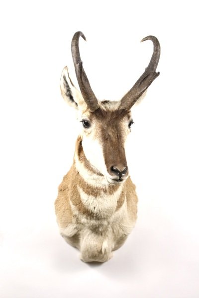 Taxidermy Prong Horn Antelope Shoulder Mount: Taxidermy stuffed Prong Horn Antelope shoulder mount with upturned ears and standard antlers. Approximate height 30.5", width 11.75", depth 19". Note: Prong Horn Antelope are also sometimes called pro