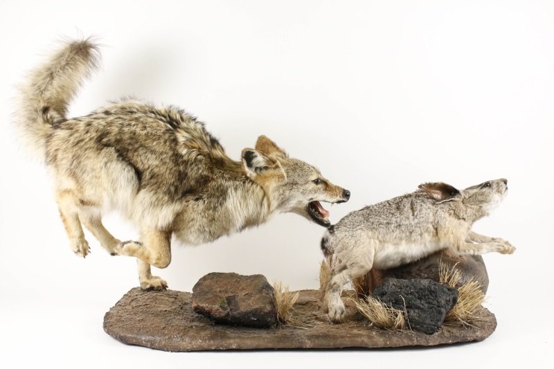 Mounted & Stuffed Coyote Chasing Hare: Large taxidermy mounted scene depicting a coyote aggressively chasing a hare on the run on a naturalistic rocky and grassy expanse. Coyote with raised tail, open mouth and hind legs off ground, hare o
