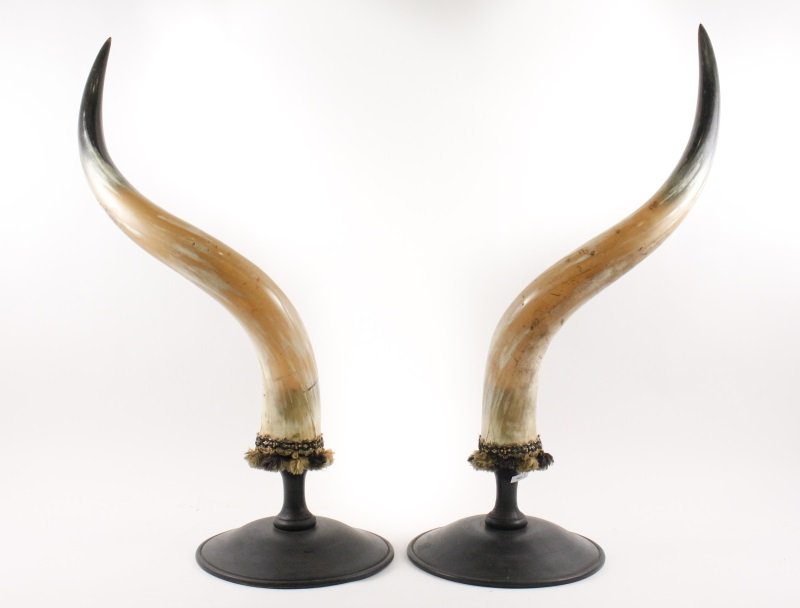 Pair of Large Animal Horns Mounted on Bases: Pair of large decorative serpentine animal horns with black tips transitioning to pale tan color at bottom above applied green and gold tasseled trim raised on ebonized round wood bases. Overall appro
