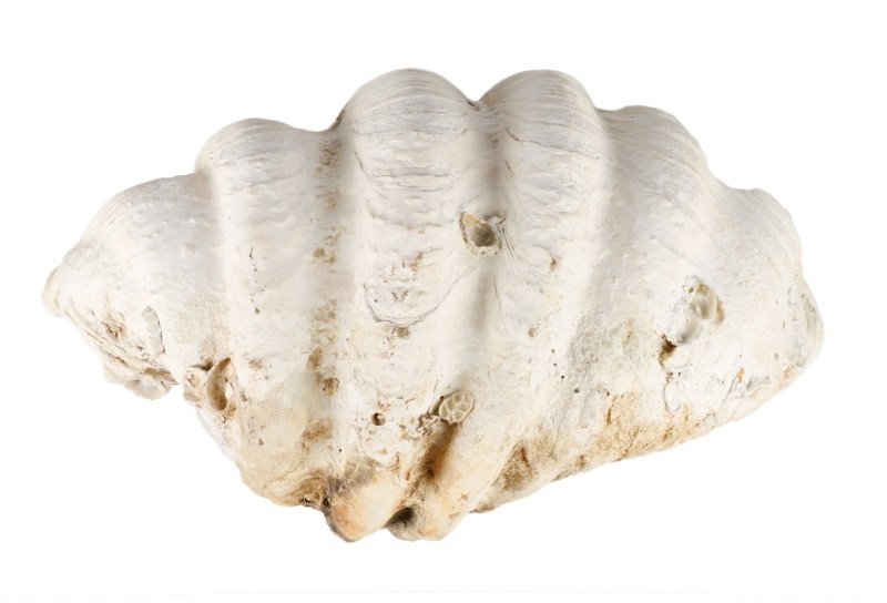 Large White Clam Shell Centerpiece (1 of 7)