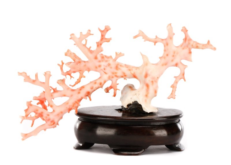 Natural Pink Coral Specimen on Stand (1 of 9)