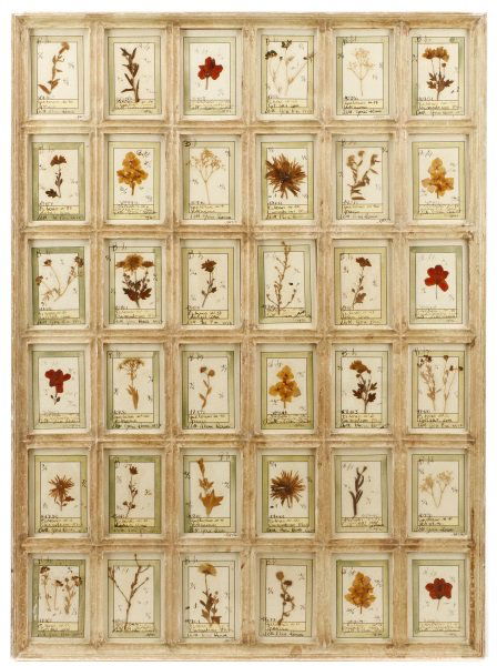 1920/30s Italian Collection of Preserved Flowers (1 of 7)