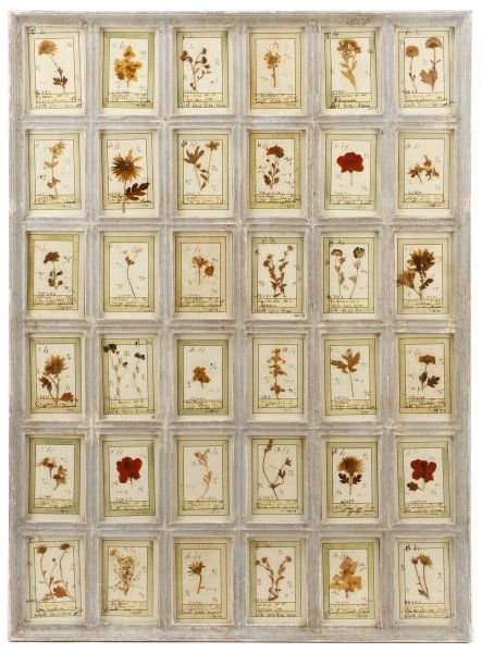 1920s Italian Collection of Dried Flower Specimens (1 of 8)