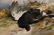 James Hardy II Signed Hunting Oil, Game Bird - 4
