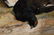 James Hardy II Signed Hunting Oil, Game Bird - 6