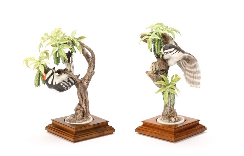 Pair of Dorothy Doughty Ornithological Sculptures: Dorothy Doughty (Italian, 1892-1962) for Royal Worcester (English, founded 1751), circa 1967. A pair of ornithological bone china sculptures depicting male and female specimens of Little Downy Woodpec