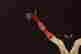 item-48198360=3