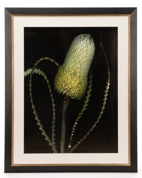 Barry Taratoot "Untitled (Horsetail)" Photograph (1 of 8)