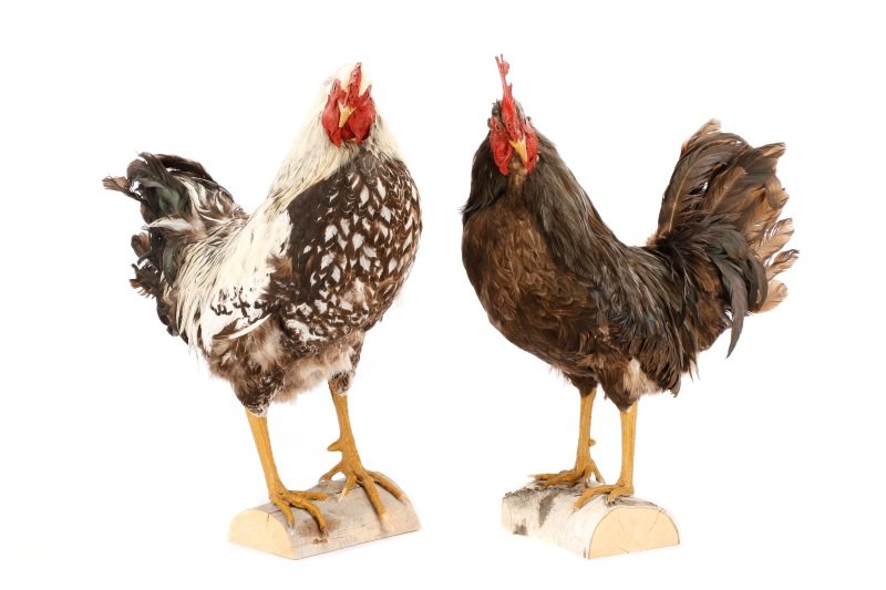 Two Taxidermy Roosters on Log Bases (1 of 10)