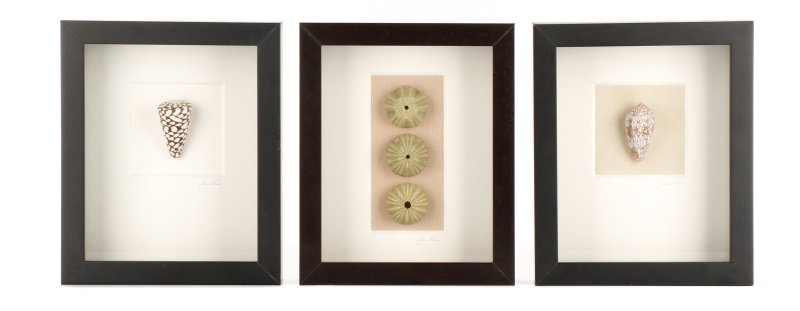 Three Small Shell Specimens in Shadowboxes (1 of 1)