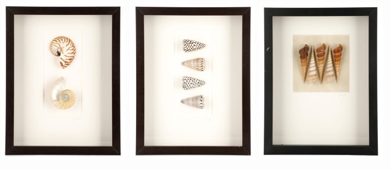 Three Medium Shell Specimens in Shadowboxes (1 of 1)