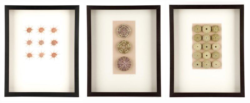 Three Large Shell Specimens in Shadowboxes (1 of 1)