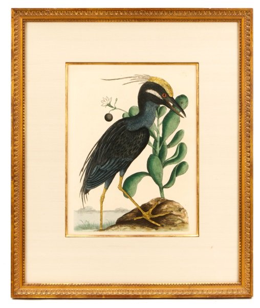 Mark Catesby, "Ardea Stellaris Cristata" Engraving: Mark Catesby (English (active Southern United States), 1682-1749), "Ardea Stellaris Cristata Americana"-circa 1771-1775, hand colored engraving on paper from "The Natural History of Carolina, Florida,