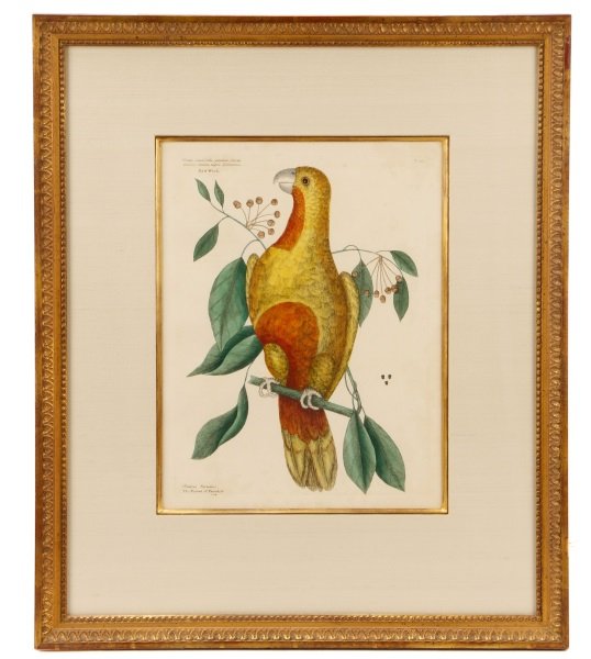 Mark Catesby, "Parrot of Paradise of Cuba": Mark Catesby (English (active Southern United States), 1682-1749), "Parrot of Paradise of Cuba"-circa 1771-1775, hand colored engraving on paper from "The Natural History of Carolina, Florida, and the
