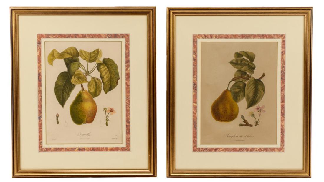 Collection of 2 French Botanical Prints, 19th C. (1 of 10)