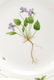 8 Pcs Flora Danica Porcelain, Royal Copenhagen - 2