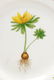 8 Pcs Flora Danica Porcelain, Royal Copenhagen - 4