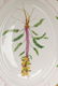 8 Pcs Flora Danica Porcelain, Royal Copenhagen - 5