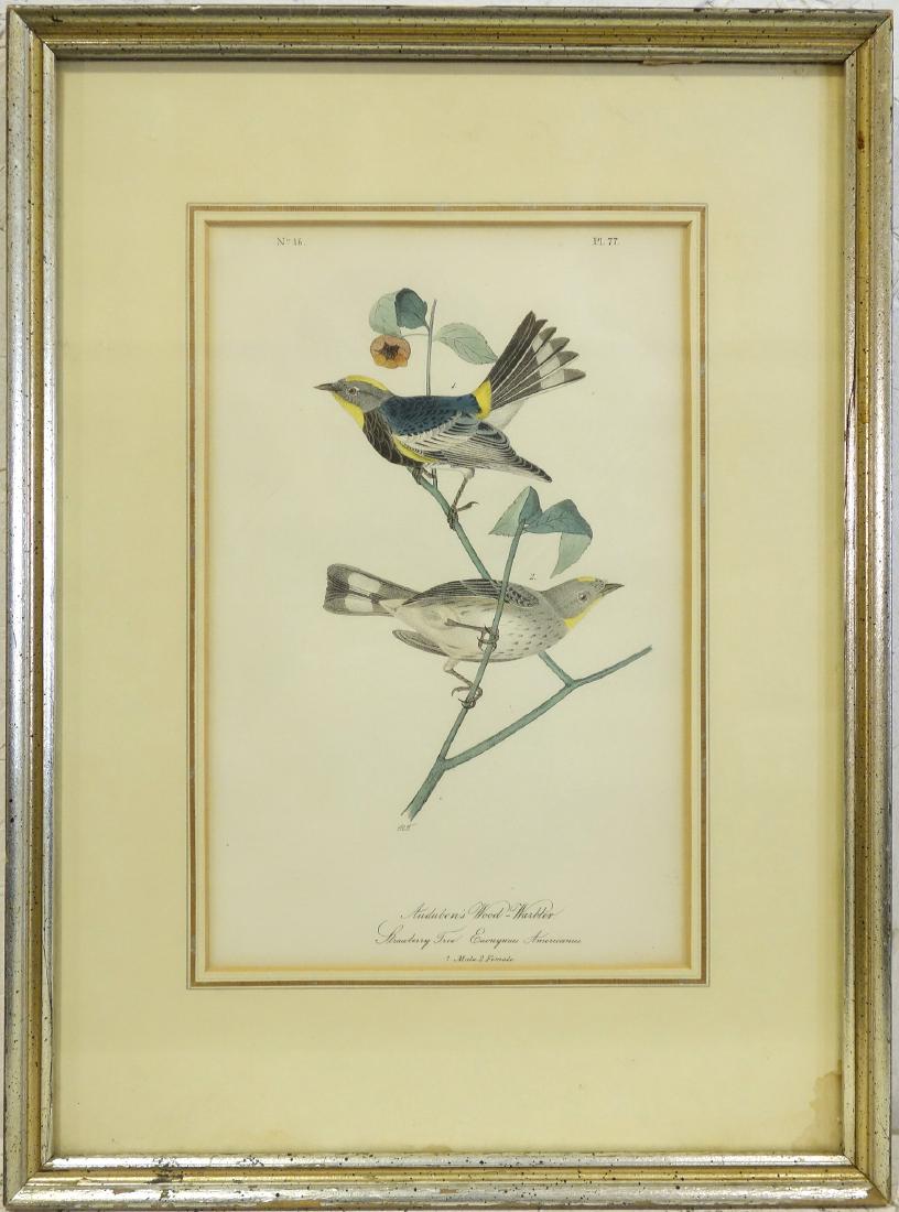 John James Audubon, Wood Warbler color lithograph (1 of 8)