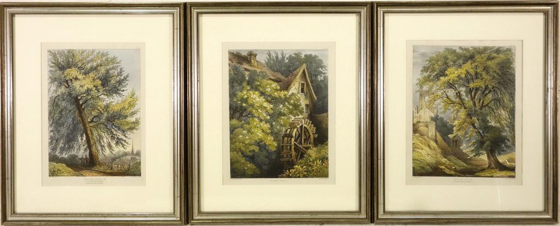 Charles J. Hullmandel, (3) arboreal lithographs (1 of 9)