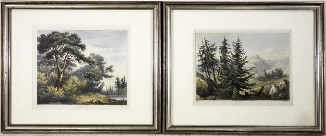 H.W. Burgess, (2) arboreal color lithographs (1 of 10)