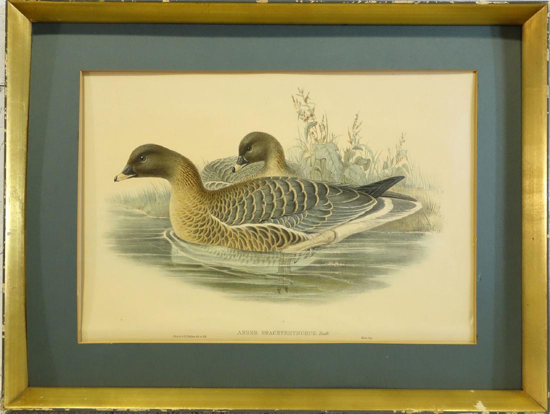 J. Gould & H.C. Richter, ornithological lithograph (1 of 10)