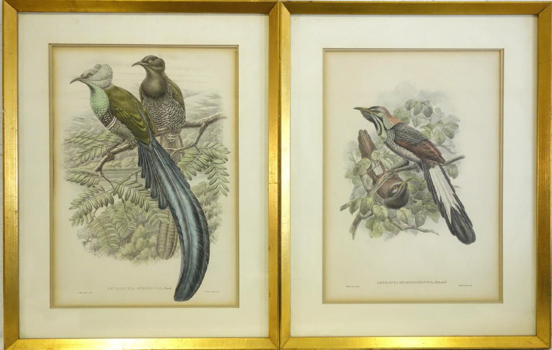 W. Hart, (2) ornithological lithographs (1 of 10)