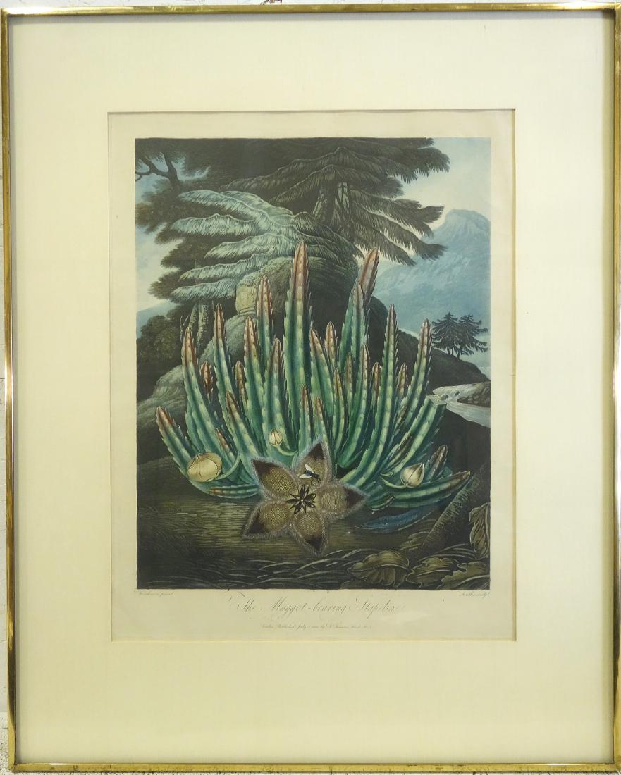 Robert John Thornton, botanical engraving (1 of 10)