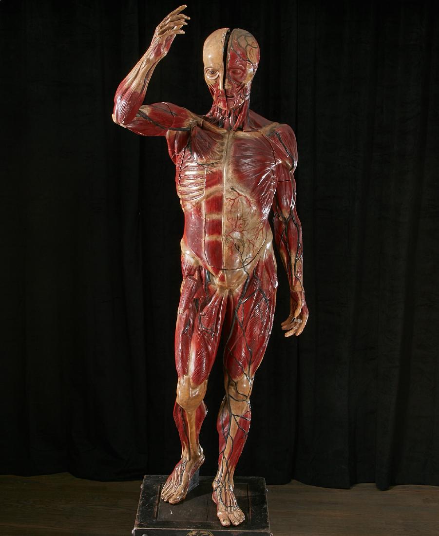 Life-size anatomical model of human body on stand