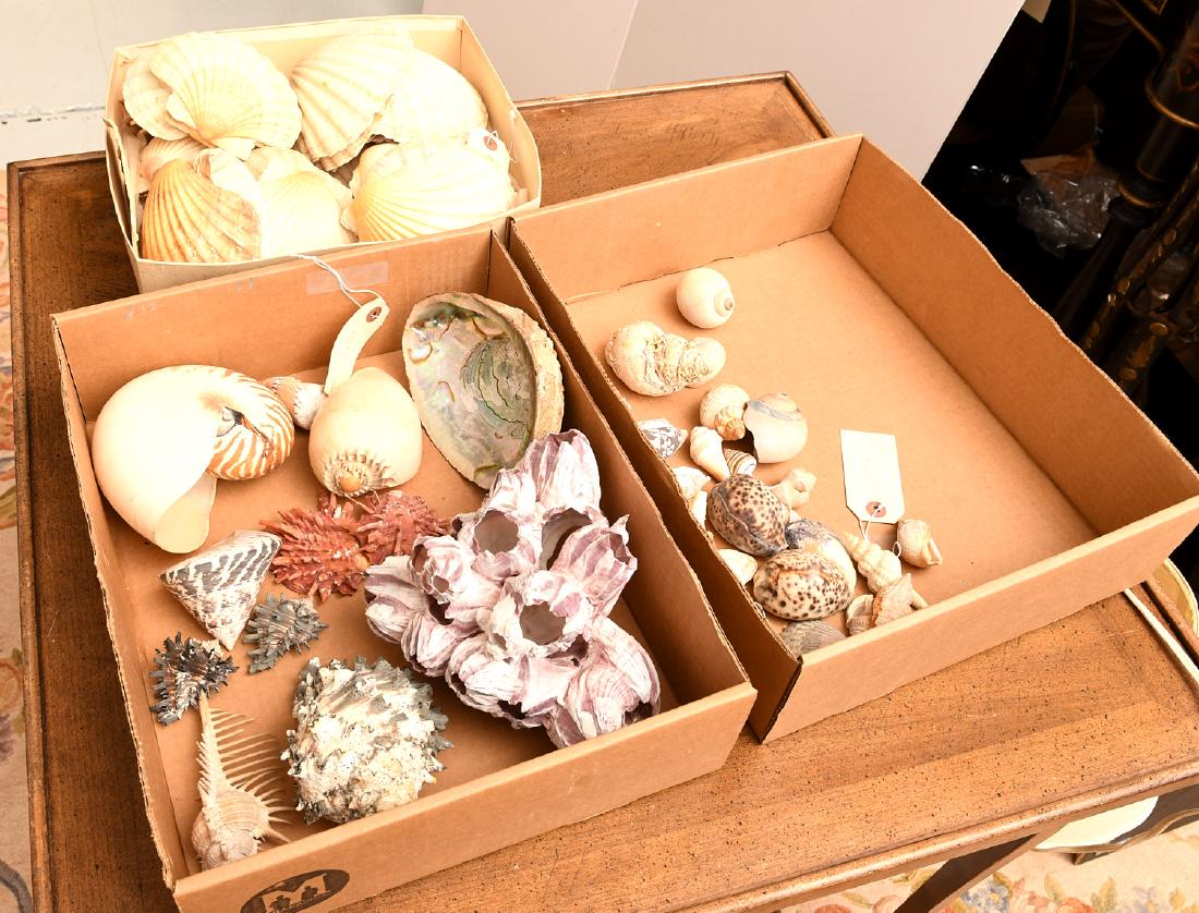 Nice beachcomer's shell collection (1 of 9)