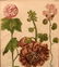 Pair highly decorative botanical prints - 2