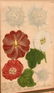Pair highly decorative botanical prints - 3