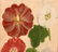 Pair highly decorative botanical prints - 4