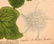 Pair highly decorative botanical prints - 6