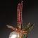 G. Nardi 18k gold mounted Macaw brooch - 4