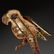G. Nardi 18k gold mounted Macaw brooch - 5