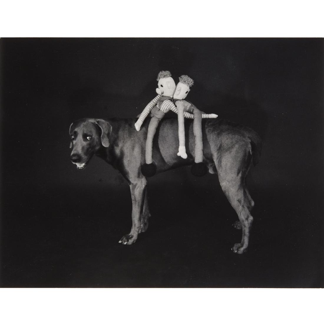 William Wegman, photograph (1 of 9)
