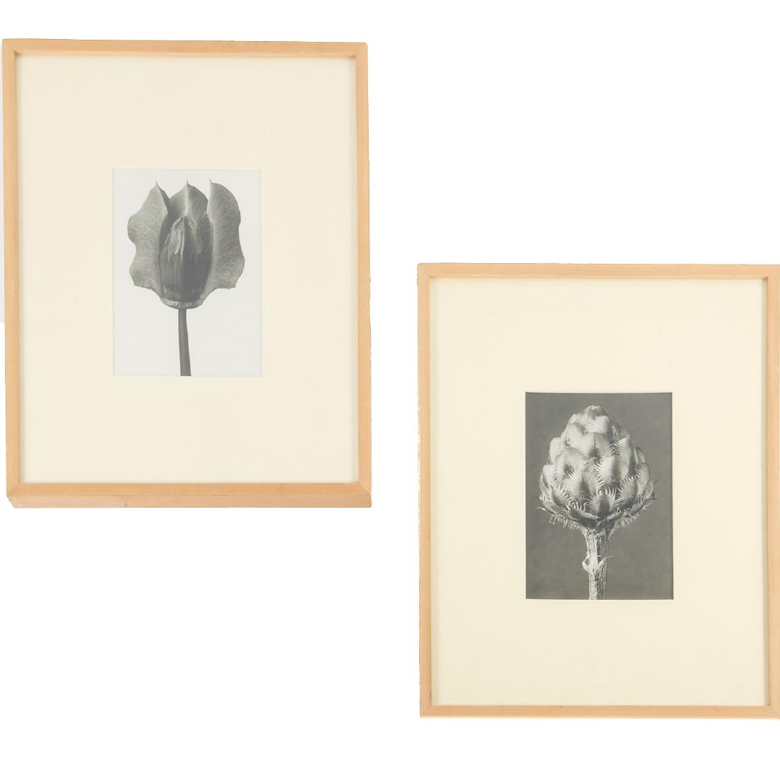 Karl Blossfeldt, (2) photographs (1 of 4)